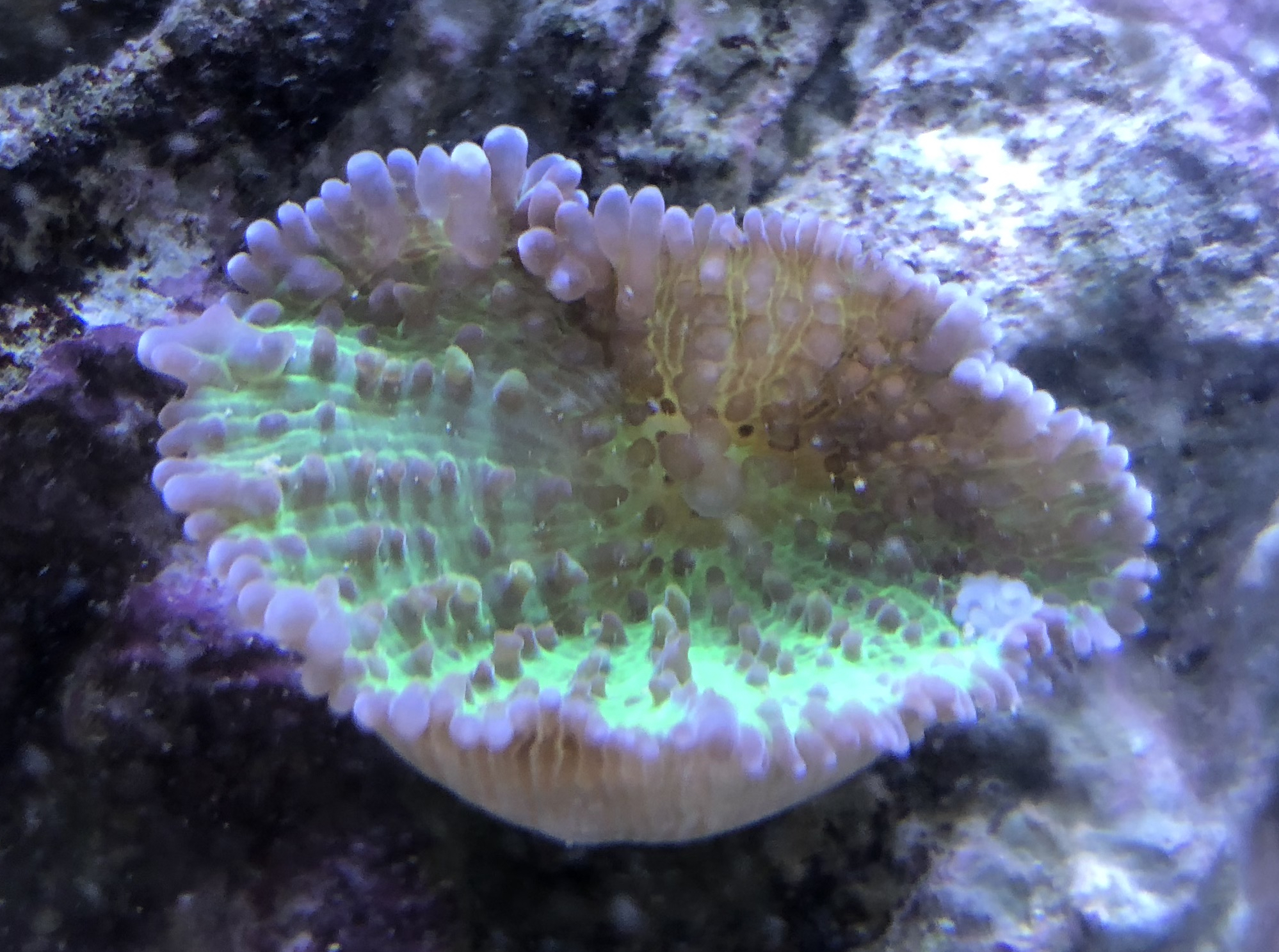 [SOLD] 2 Green Soft Corals Livestock Austin Reef Club