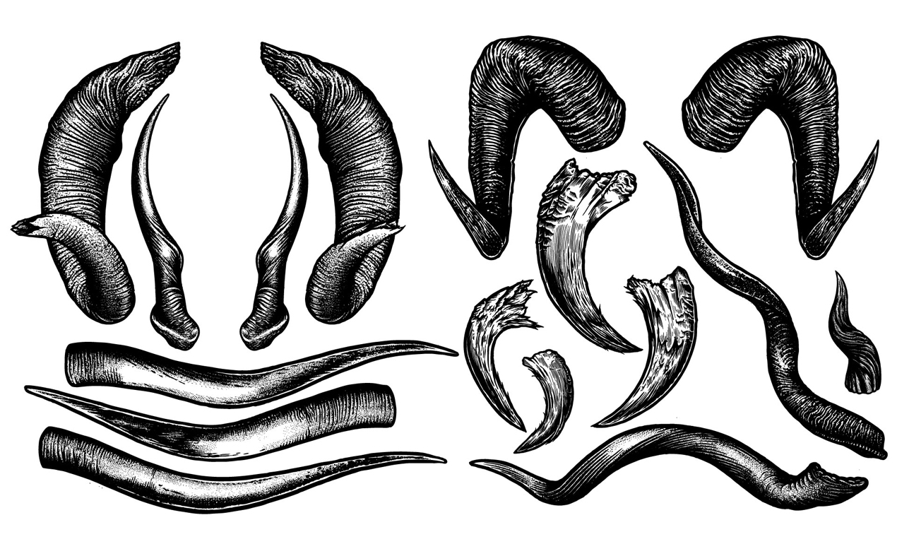 Animal Horns Vector Pack
