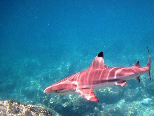 Partial Mystery: SHARKS  | Events Calendar
