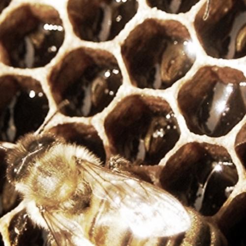 Herbal Remedies for Honey Bees The Six-Sided Force Lecture Series