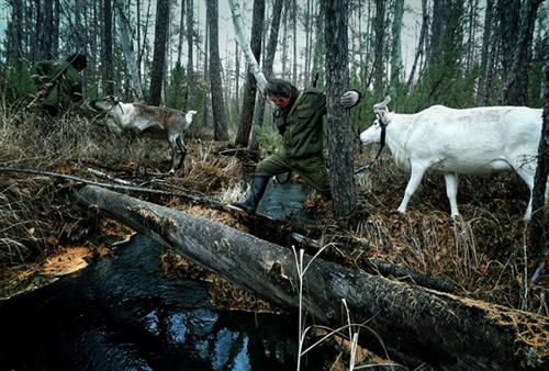Screening: The Last Moose of Aoluguya Documentaries from the Front Lines of China's Environmental Crisis