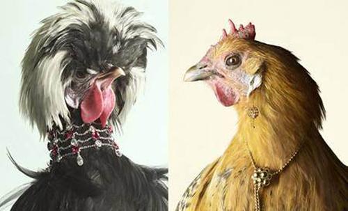 Fancy Chicken Taxidermy Class with Taxidermist in Residence Divya Anantharaman 