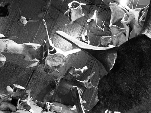 BUMP: An Interactive Whale Exhibit By Frank + Dan DenDanto 