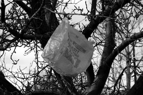 Plastic Bag in a Tree  | Events Calendar