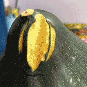 Veggie Animation, Vivian Kong