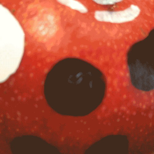 Veggie Animation, Jeff Katz