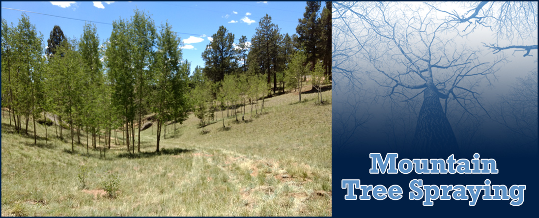 Tree Spraying