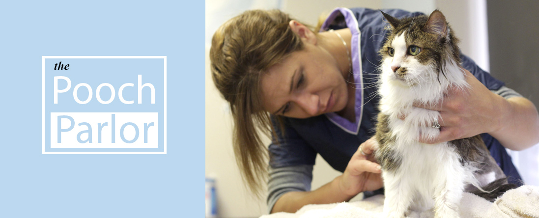 cat grooming brooklyn