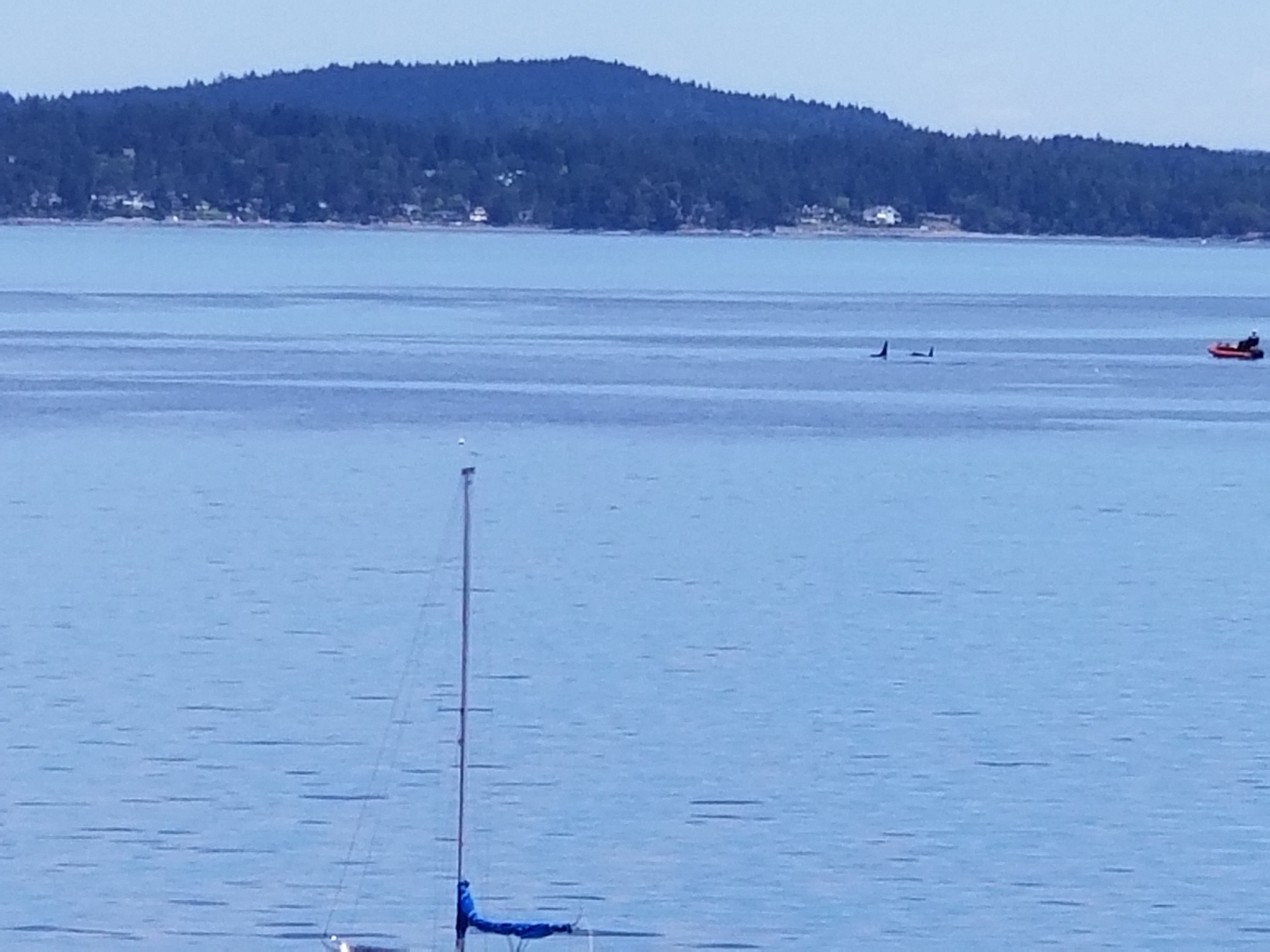 Private Mooring Ball Mill Bay, British Columbia SnagASlip