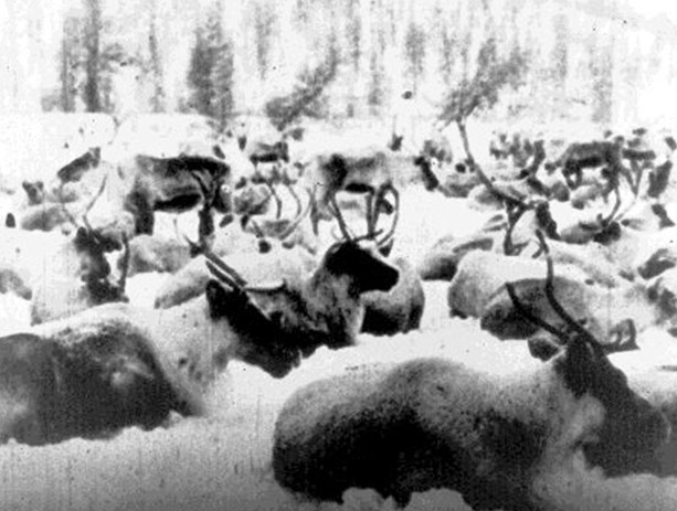 BAM A Letter From Siberia Sunday In Peking