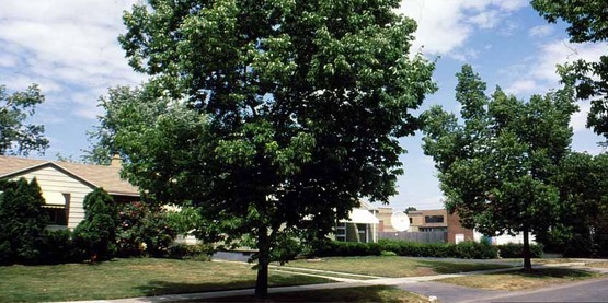 common hackberry (Celtis occidentalis) L. used as a street tree in a 6-8 foot tree lawn 
