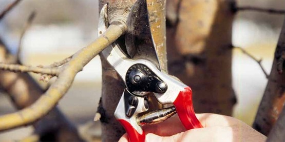 making a pruning cut with hand pruners