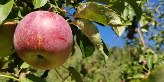 An apple hanging from an apple tree.