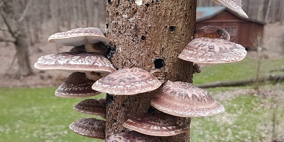 Introduction to Mushroom Cultivation, May 2, 2026, 9:00 am to Noon. CCE Ontario County
