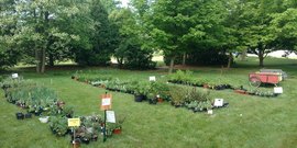plant sale