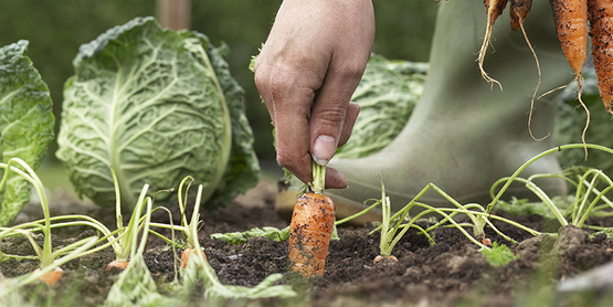 harvesting carrots and cabbage