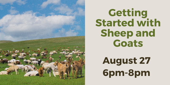 sheep and goat