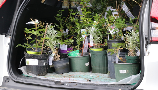 Plants in the trunk of a car