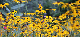 field of Black-eyed Susans