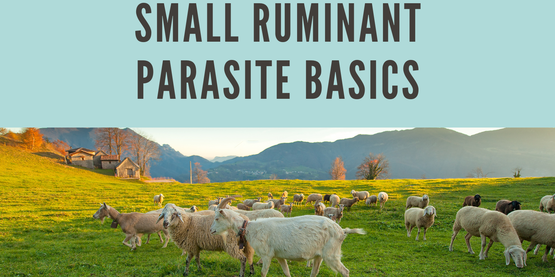 Small ruminant parasites