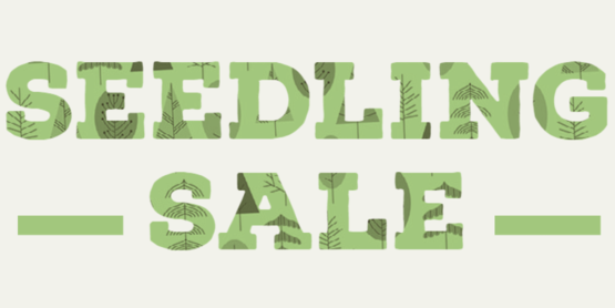 seedling sale