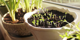 seedlings in a pot - winter sowing - 