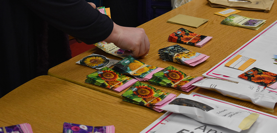A person's hand choosing from a row of seed packets lined up on a table.