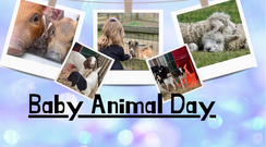 Baby animal day