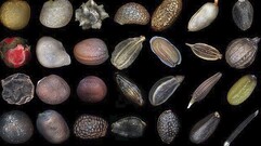 Seeds