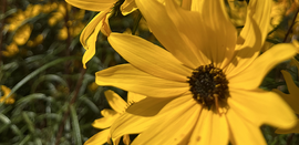 ll web header