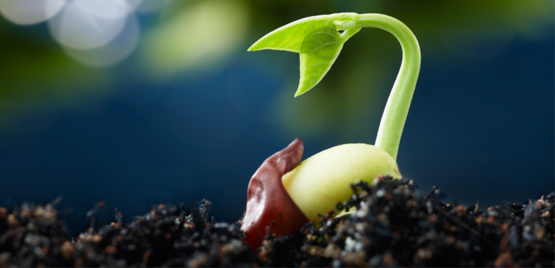 plant emerging from a seed