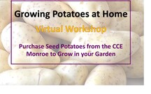 Growing Potatoes in Your Home Garden