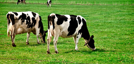 dairy cows