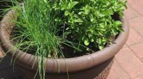 Creating a Fresh Herb Garden