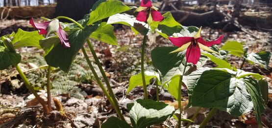 Red Trillium plants