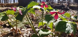 Red Trillium plants