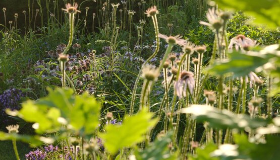 Ecological landscape