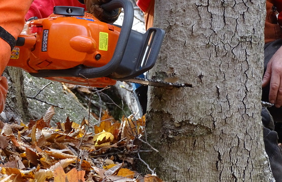 Game of Logging Chainsaw cutting the tree.