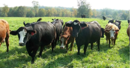 cattle at Simme Valley farm