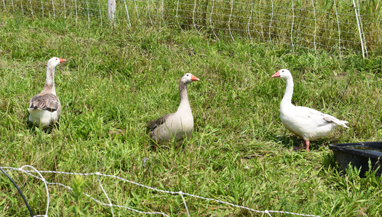 A picture of three geese in a field.