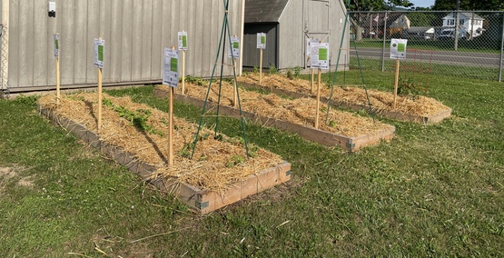 Vegetable variety trial bed at the Chemung County Fairgrounds