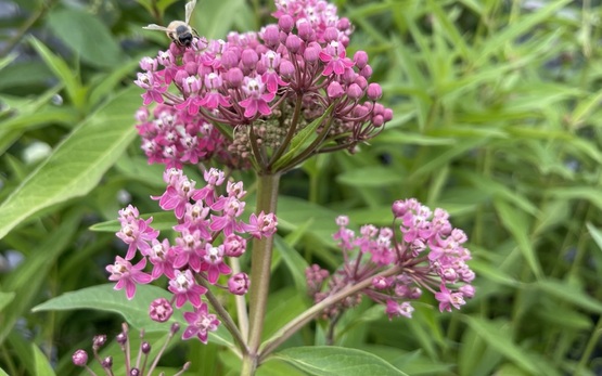 Flowering Swamp Milkweed, with a bee on it.