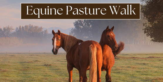 Discover how to keep your pastures—and your horses—healthy! Join us for a guided walk to learn about forage quality, rotational grazing, soil and water care, and how to bring worn-out fields back to life. Practical tips you can use right away!