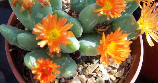winterbourne cactus in bloom