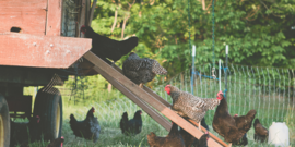 meat birds