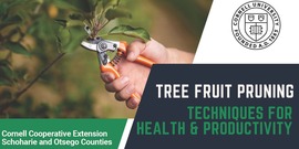 Tree Fruit Pruning - Techniques for Health and Productivity