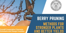 Berry Pruning - Methods for Stronger Plants and Better Yields