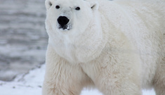 Polar Bear