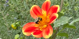 2026 HOME LECTURE SERIES