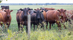beef cattle